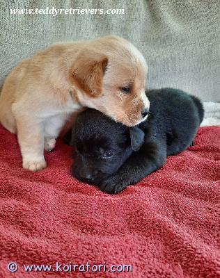 myydään teddypennut www.koiratori.com-ilmoitus Luovutusikäiset nyt! aivan ihanat suomalaiset noutajasekoitukset eli teddynoutajat. Tarvitaan vielä jokunen hyvä sopiva koti näille hellyyttäville fiksuille perhekoirille. Luovutus juuri nyt. Noutajan koko ja ihana noutajan luonne. Turkit helppohoitoiset, ei trimmausta. Lisätietoja kattavasti teddyjen kotisivuilta.käy ihmeessä katsomassa: www.teddyretrievers.com
voit ehkä löytää juuri oman nallesi. Maksu hakiessa, ei varausmaksua erikseen, jos haku piakkoin.
myydään teddypennut www.koiratori.com-ilmoitus Luovutusikäiset nyt! aivan ihanat suomalaiset noutajasekoitukset eli teddynoutajat. Tarvitaan vielä jokunen hyvä sopiva koti näille hellyyttäville fiksuille perhekoirille. Luovutus juuri nyt. Noutajan koko ja ihana noutajan luonne. Turkit helppohoitoiset, ei trimmausta. Lisätietoja kattavasti teddyjen kotisivuilta.käy ihmeessä katsomassa: www.teddyretrievers.com
voit ehkä löytää juuri oman nallesi. Maksu hakiessa, ei varausmaksua erikseen, jos haku piakkoin.