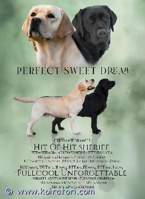 myydään labradorinnoutaja www.koiratori.com-ilmoitus Kennelissa perfect sweet dream on syntynyt 13.11 labradorinnoutajan pennut - vapaana pari musta ja pari keltaista urosta. Vanhemmat on terveystarkastettu ja hyväluonteiset näyttelykoirat, äitillä myös työtulokset. Pennut on monta kerta saanut matolääken, sirutettu, tehdy ensimmäinen penturokotus ja omavat eu passin ja ekl rekisteritodistuksen (export pedigree) kun valmis muutamaan uusin koteihin alkaen 8.1.2026. Mukana tulee myös pentupaketti, kirjalliset ohjeet ja sopimukset suomeksi. Pennut kasvaa eläinlääkärin huolen alla ja saa kaiken parhan että elämän alku vois olla erinomainen. Kasvatusta jo vuodesta 2010. Jos olet kiinnostunut pennusta, ole hyvä ja kirjoitta heti vähän myös itsesta - eli mikä olis suunnitelmat pennun kanssa, minkälaiset on koirakokemukset jm - kiitos. Lisäkuvia ja videoita meidän facebookin kotisivulla. myydään labradorinnoutaja www.koiratori.com-ilmoitus Kennelissa perfect sweet dream on syntynyt 13.11 labradorinnoutajan pennut - vapaana pari musta ja pari keltaista urosta. Vanhemmat on terveystarkastettu ja hyväluonteiset näyttelykoirat, äitillä myös työtulokset. Pennut on monta kerta saanut matolääken, sirutettu, tehdy ensimmäinen penturokotus ja omavat eu passin ja ekl rekisteritodistuksen (export pedigree) kun valmis muutamaan uusin koteihin alkaen 8.1.2026. Mukana tulee myös pentupaketti, kirjalliset ohjeet ja sopimukset suomeksi. Pennut kasvaa eläinlääkärin huolen alla ja saa kaiken parhan että elämän alku vois olla erinomainen. Kasvatusta jo vuodesta 2010. Jos olet kiinnostunut pennusta, ole hyvä ja kirjoitta heti vähän myös itsesta - eli mikä olis suunnitelmat pennun kanssa, minkälaiset on koirakokemukset jm - kiitos. Lisäkuvia ja videoita meidän facebookin kotisivulla.