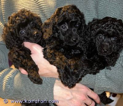 myydään toyvillakoira www.koiratori.com-ilmoitus Meille syntyi 14.10.2025 ihanat toyvillakoiranpennut. Pentueessa on yksi uros ja kaksi narttua. Pennut kasvavat lapsiperheessä, tottuen käsittelyyn ja turkinhoitoon. Pennut luovutetaan uusiin koteihin 8 viikon ikäisinä 9.12.2025, sirutettuina, useasti madotettuina ja eläinlääkärin tarkistamina, pentupaketin kera. Lisää kuvia ja videoita saa esim. whatsappin kautta. Yhteyttä ottaessa kerrothan millainen koti sinulla olisi tarjota pikkuiselle karvakaverille. myydään toyvillakoira www.koiratori.com-ilmoitus Meille syntyi 14.10.2025 ihanat toyvillakoiranpennut. Pentueessa on yksi uros ja kaksi narttua. Pennut kasvavat lapsiperheessä, tottuen käsittelyyn ja turkinhoitoon. Pennut luovutetaan uusiin koteihin 8 viikon ikäisinä 9.12.2025, sirutettuina, useasti madotettuina ja eläinlääkärin tarkistamina, pentupaketin kera. Lisää kuvia ja videoita saa esim. whatsappin kautta. Yhteyttä ottaessa kerrothan millainen koti sinulla olisi tarjota pikkuiselle karvakaverille.