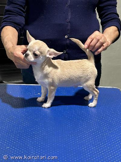 myydään chihuahua www.koiratori.com-ilmoitus Kennelissa vinzenta temi on syntynyt 20.07. Chihuahua pennut - vapaana yksi uros. Vanhemmat on terveystarkastettu ja hyväluonteiset näyttelykoirat. Pentu on monta kerta saanut matolääken, sirutettu, tehdy penturokotus ja hänellä on
eu passin ja ekl rekisteritodistuksen (export pedigree) kun valmis muutamaan uusin koti.
mukana tulee myös pentupaketti, kirjalliset ohjeet ja sopimus
jos olet kiinnostunut pennusta, ole hyvä ja kirjoitta heti vähän myös itsesta - eli mikä olis suunnitelmat pennun kanssa, minkälaiset on koirakokemukset jm - kiitos.
myydään chihuahua www.koiratori.com-ilmoitus Kennelissa vinzenta temi on syntynyt 20.07. Chihuahua pennut - vapaana yksi uros. Vanhemmat on terveystarkastettu ja hyväluonteiset näyttelykoirat. Pentu on monta kerta saanut matolääken, sirutettu, tehdy penturokotus ja hänellä on
eu passin ja ekl rekisteritodistuksen (export pedigree) kun valmis muutamaan uusin koti.
mukana tulee myös pentupaketti, kirjalliset ohjeet ja sopimus
jos olet kiinnostunut pennusta, ole hyvä ja kirjoitta heti vähän myös itsesta - eli mikä olis suunnitelmat pennun kanssa, minkälaiset on koirakokemukset jm - kiitos.