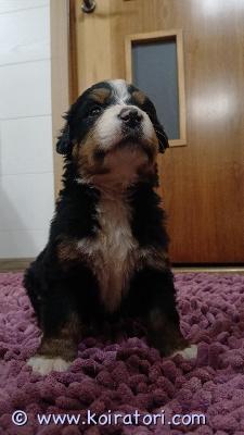 myydään bernipaimenkoira www.koiratori.com-ilmoitus Puppies of bernhardiin. All puppies will be sold with an (inernational) pedigree from the estonian kennel union; puppies will be chipped, update on all the required vaccines and dewormed. You can reserve a puppy now. You’re welcome to come and see the puppies. If necessary, the puppies can be delivered to tallinn /helsinki.
contact: marve.jarvala@gmail.com
sukutaulu fci (ekl) antautuminen (ei ennen 7 ndl). toimitushetkellä rokotettu iän mukaan, sirutettu, eu -eläinlääkärin passi, ekl -sukutodistus, loistorjunta tehty. marve.jarvala@gmail.com
ekl. bernhardiinkoiran pennut, sirutettu siirron yhteydessä, rokotettu, loistorjunta tehty, eu -eläinlääkärin passi. Sopimus, eu eläinlääkärin passi, fci / ekl -sukutodistus, siru, rokotteet. puh. +37253481711 myydään bernipaimenkoira www.koiratori.com-ilmoitus Puppies of bernhardiin. All puppies will be sold with an (inernational) pedigree from the estonian kennel union; puppies will be chipped, update on all the required vaccines and dewormed. You can reserve a puppy now. You’re welcome to come and see the puppies. If necessary, the puppies can be delivered to tallinn /helsinki.
contact: marve.jarvala@gmail.com
sukutaulu fci (ekl) antautuminen (ei ennen 7 ndl). toimitushetkellä rokotettu iän mukaan, sirutettu, eu -eläinlääkärin passi, ekl -sukutodistus, loistorjunta tehty. marve.jarvala@gmail.com
ekl. bernhardiinkoiran pennut, sirutettu siirron yhteydessä, rokotettu, loistorjunta tehty, eu -eläinlääkärin passi. Sopimus, eu eläinlääkärin passi, fci / ekl -sukutodistus, siru, rokotteet. puh. +37253481711