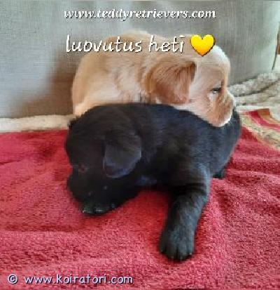 myydään teddypennut www.koiratori.com-ilmoitus Luovutusikäiset sekarotuiset noutajat eli ihanat teddynoutajat valmiina uusiin koteihin.Vapaana vielä iloiset ja kiltit vaalea uros ja musta narttu. Pennuista tulee noutajan kokoisia ja luonteisia. Turkit helppohoitoiset, ei trimmausta. Sopivat perheisiin ja kavereiksi. Katso ihmeessä lisää kotisivulta www.teddyretrievers.com Koko hinta maksetaan pentua hakiessa, eli ei enää tarvita varausmaksua erikseen. myydään teddypennut www.koiratori.com-ilmoitus Luovutusikäiset sekarotuiset noutajat eli ihanat teddynoutajat valmiina uusiin koteihin.Vapaana vielä iloiset ja kiltit vaalea uros ja musta narttu. Pennuista tulee noutajan kokoisia ja luonteisia. Turkit helppohoitoiset, ei trimmausta. Sopivat perheisiin ja kavereiksi. Katso ihmeessä lisää kotisivulta www.teddyretrievers.com Koko hinta maksetaan pentua hakiessa, eli ei enää tarvita varausmaksua erikseen.