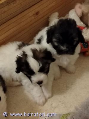 myydään cotondetulear www.koiratori.com-ilmoitus Luov ikäisiä cottosen pentuja.
rekisteröidään suomen kennelliittoon.
eläinlääkäri tarkastanut ja siruttanut, terveiksi todennu,
madotettu asianmukaisesti. myydään cotondetulear www.koiratori.com-ilmoitus Luov ikäisiä cottosen pentuja.
rekisteröidään suomen kennelliittoon.
eläinlääkäri tarkastanut ja siruttanut, terveiksi todennu,
madotettu asianmukaisesti.