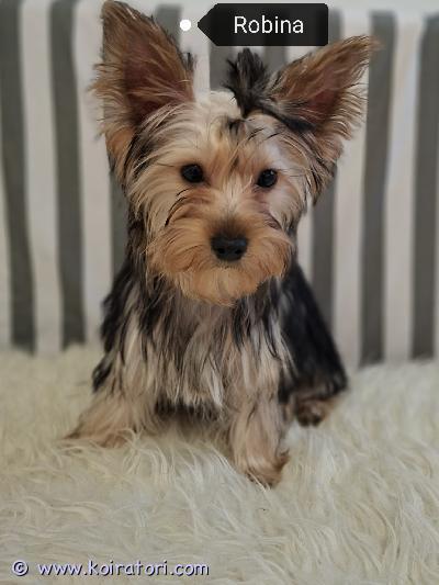 myydään Yorkshirenterrieri www.koiratori.com-ilmoitus Hurmaavat, pienikokoiset, 7/2025 syntyneet yorkkipennut etsivät kivoja koteja. Luovutus heti. Yksi poika ja kolme tyttöä - roxan, rose, robina ja ronny. Iloiset ja ihmisläheiset pennut. Pennut madotetaan, rokotetaan, sirutetaan, eläinlääkäritarkastetaan ja rekisteröidään. Pennut ovat syntyneet tavallisen lapsiperheen arkeen ja kasvavat tottuen kaikenlaiseen, myös toisiin koiriin ja kissaan. Mikäli etsit iloista ja touhukasta yorkkipentua niin ota yhteyttä numerosi kera, kun kaikinpuolin koiranhankinta on varma päätös ja taloutesi on kunnossa. Ei osamaksumahdollisuutta, ei sijoitukseen. myydään Yorkshirenterrieri www.koiratori.com-ilmoitus Hurmaavat, pienikokoiset, 7/2025 syntyneet yorkkipennut etsivät kivoja koteja. Luovutus heti. Yksi poika ja kolme tyttöä - roxan, rose, robina ja ronny. Iloiset ja ihmisläheiset pennut. Pennut madotetaan, rokotetaan, sirutetaan, eläinlääkäritarkastetaan ja rekisteröidään. Pennut ovat syntyneet tavallisen lapsiperheen arkeen ja kasvavat tottuen kaikenlaiseen, myös toisiin koiriin ja kissaan. Mikäli etsit iloista ja touhukasta yorkkipentua niin ota yhteyttä numerosi kera, kun kaikinpuolin koiranhankinta on varma päätös ja taloutesi on kunnossa. Ei osamaksumahdollisuutta, ei sijoitukseen.