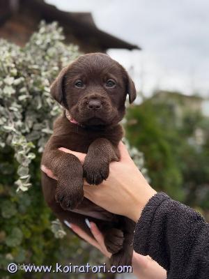 myydään Labradorinnoutaja www.koiratori.com-ilmoitus Puhdasrotuiset labradorinnoutaja pennut etsivät uutta ja rakastavaa kotia. Pennut ovat suklaanruskeita väriltään, aktiivisia, terveitä, kilttejä ja suloisia. Kahdeksan pennun pentueesta varaamatta enää yksi narttu. Ehkä pentueen kaunein. Pennut syntyneet 29.09.2025. Luovutus mahdollista aikaisintaan 01.12.2025 alkaen.
Pennut on sirutettu, madotettu, rokotettu sekä rekisteröity. Eläinlääkärin tarkastus tehtynä. EU-eläinpassi saatavilla samoin kuin sukutaulu. Pennuilla erinomaiset vanhemmat, jotka täyttävät kaikki rodun standardit sekä ulkonäön että luonteen osalta. Molemmat vanhemmat täysin terveitä (ei lonkka-tai silmäsairauksia), kuntoisuusluokka A1, menestyneet näyttelyissä. Täydelliset molempien vanhempien lääkärintodistukset saatavilla.
Isä: Kristian Falcon´s Flight, mikrosiru(112060000120761), sukutaulu(BCU 122-016808). Moninkertainen kansainvälinen näyttelyvoittaja.
Emä: Daisy Wondrous Beauty Falcon´s Flight, mikrosiru (1120600001120749), sukutaulu(BCU 122-016801). Myös emä osallistunut menestyksekkäästi näyttelyihin.
Myynnistä tehdään kirjallinen sopimus myyjän ja ostajan välillä. Pennut nähtävillä Espoossa. Lisää kuvia, videokuvaa ja dokumentit saatavilla vanhemmista ja pennuista eri pyynnöstä. myydään Labradorinnoutaja www.koiratori.com-ilmoitus Puhdasrotuiset labradorinnoutaja pennut etsivät uutta ja rakastavaa kotia. Pennut ovat suklaanruskeita väriltään, aktiivisia, terveitä, kilttejä ja suloisia. Kahdeksan pennun pentueesta varaamatta enää yksi narttu. Ehkä pentueen kaunein. Pennut syntyneet 29.09.2025. Luovutus mahdollista aikaisintaan 01.12.2025 alkaen.
Pennut on sirutettu, madotettu, rokotettu sekä rekisteröity. Eläinlääkärin tarkastus tehtynä. EU-eläinpassi saatavilla samoin kuin sukutaulu. Pennuilla erinomaiset vanhemmat, jotka täyttävät kaikki rodun standardit sekä ulkonäön että luonteen osalta. Molemmat vanhemmat täysin terveitä (ei lonkka-tai silmäsairauksia), kuntoisuusluokka A1, menestyneet näyttelyissä. Täydelliset molempien vanhempien lääkärintodistukset saatavilla.
Isä: Kristian Falcon´s Flight, mikrosiru(112060000120761), sukutaulu(BCU 122-016808). Moninkertainen kansainvälinen näyttelyvoittaja.
Emä: Daisy Wondrous Beauty Falcon´s Flight, mikrosiru (1120600001120749), sukutaulu(BCU 122-016801). Myös emä osallistunut menestyksekkäästi näyttelyihin.
Myynnistä tehdään kirjallinen sopimus myyjän ja ostajan välillä. Pennut nähtävillä Espoossa. Lisää kuvia, videokuvaa ja dokumentit saatavilla vanhemmista ja pennuista eri pyynnöstä.