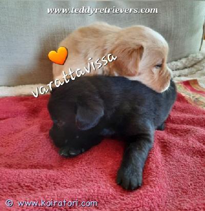 myydään teddyt www.koiratori.com-ilmoitus Jouluksi luovutetaan hyviin rakastaviin koteihin sekarotuiset teddynoutajat. Varattavissa nyt. Vielä muutama ihana perhepentu vapaana. Katso tarkemmin lisätiedot teddynoutajien kotisivulta ja löydä oma nallesi. www.teddyretrievers.com varausmaksu 300 e ja loppumaksu 1300 e. Yht. 1600 e. myydään teddyt www.koiratori.com-ilmoitus Jouluksi luovutetaan hyviin rakastaviin koteihin sekarotuiset teddynoutajat. Varattavissa nyt. Vielä muutama ihana perhepentu vapaana. Katso tarkemmin lisätiedot teddynoutajien kotisivulta ja löydä oma nallesi. www.teddyretrievers.com varausmaksu 300 e ja loppumaksu 1300 e. Yht. 1600 e.