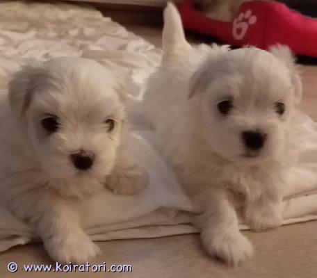 myydään maltipoo www.koiratori.com-ilmoitus Pennut ovat syntyneet 25.10.2025 ja kasvavat meillä kotioloissa osana perheemme arkea. Emo on maltankoira ja nähtävissä paikan päällä. Pentujen luonteet – ne ovat uteliaita, reippaita ja nauttivat sylittelystä sekä ihmisten seurasta.
maltipoo on lempeä, älykäs ja helposti koulutettava sekarotu, joka sopii hyvin niin lapsiperheisiin kuin aikuistenkin seura- ja harrastuskoiraksi. Rotu on myös allergiaystävällinen.
luovutus aikaisintaan 20.12.2025, kun pennut täyttävät 8 viikkoa ja ovat valmiita muuttamaan omiin rakastaviin koteihinsa.
luovutushetkellä pennut ovat: – eläinlääkärin tarkastamat
– sirutetut
– säännöllisesti madotetut
toivomme pennuille vastuullisia ja huolehtivia koteja. Jos kiinnostuit, kerrothan hieman itsestäsi ja minkälaisen kodin pystyt pennulle tarjoamaan. myydään maltipoo www.koiratori.com-ilmoitus Pennut ovat syntyneet 25.10.2025 ja kasvavat meillä kotioloissa osana perheemme arkea. Emo on maltankoira ja nähtävissä paikan päällä. Pentujen luonteet – ne ovat uteliaita, reippaita ja nauttivat sylittelystä sekä ihmisten seurasta.
maltipoo on lempeä, älykäs ja helposti koulutettava sekarotu, joka sopii hyvin niin lapsiperheisiin kuin aikuistenkin seura- ja harrastuskoiraksi. Rotu on myös allergiaystävällinen.
luovutus aikaisintaan 20.12.2025, kun pennut täyttävät 8 viikkoa ja ovat valmiita muuttamaan omiin rakastaviin koteihinsa.
luovutushetkellä pennut ovat: – eläinlääkärin tarkastamat
– sirutetut
– säännöllisesti madotetut
toivomme pennuille vastuullisia ja huolehtivia koteja. Jos kiinnostuit, kerrothan hieman itsestäsi ja minkälaisen kodin pystyt pennulle tarjoamaan.