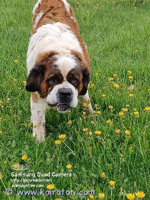 MYYDääN bernhardin www.koiratori.com-ilmoitus Puppies of saint bernard . All puppies will be sold with an (inernational) pedigree from the estonian kennel union; puppies will be chipped, update on all the required vaccines and dewormed. You can reserve a puppy now. You’re welcome to come and see the puppies. If necessary, the puppies can be delivered to tallinn /helsinki.
contact: marve.jarvala@gmail.com
sukutaulu fci (ekl) antautuminen (ei ennen 7 ndl). toimitushetkellä rokotettu iän mukaan, sirutettu, eu -eläinlääkärin passi, ekl -sukutodistus, loistorjunta tehty. marve.jarvala@gmail.com
ekl. bernhardiin koira pennut, sirutettu siirron yhteydessä, rokotettu, loistorjunta tehty, eu -eläinlääkärin passi. Sopimus, eu eläinlääkärin passi, fci / ekl -sukutodistus, siru, rokotteet. puh. +37253481711 MYYDääN bernhardin www.koiratori.com-ilmoitus Puppies of saint bernard . All puppies will be sold with an (inernational) pedigree from the estonian kennel union; puppies will be chipped, update on all the required vaccines and dewormed. You can reserve a puppy now. You’re welcome to come and see the puppies. If necessary, the puppies can be delivered to tallinn /helsinki.
contact: marve.jarvala@gmail.com
sukutaulu fci (ekl) antautuminen (ei ennen 7 ndl). toimitushetkellä rokotettu iän mukaan, sirutettu, eu -eläinlääkärin passi, ekl -sukutodistus, loistorjunta tehty. marve.jarvala@gmail.com
ekl. bernhardiin koira pennut, sirutettu siirron yhteydessä, rokotettu, loistorjunta tehty, eu -eläinlääkärin passi. Sopimus, eu eläinlääkärin passi, fci / ekl -sukutodistus, siru, rokotteet. puh. +37253481711