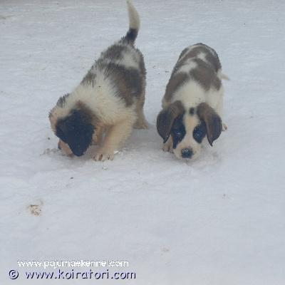 myydään bernhardin www.koiratori.com-ilmoitus Puppies of saint bernard . All puppies will be sold with an (inernational) pedigree from the estonian kennel union; puppies will be chipped, update on all the required vaccines and dewormed. You can reserve a puppy now. You’re welcome to come and see the puppies. If necessary, the puppies can be delivered to tallinn /helsinki.
contact: marve.jarvala@gmail.com
sukutaulu fci (ekl) antautuminen (ei ennen 7 ndl). toimitushetkellä rokotettu iän mukaan, sirutettu, eu -eläinlääkärin passi, ekl -sukutodistus, loistorjunta tehty. marve.jarvala@gmail.com
ekl. bernhardiin koira pennut, sirutettu siirron yhteydessä, rokotettu, loistorjunta tehty, eu -eläinlääkärin passi. Sopimus, eu eläinlääkärin passi, fci / ekl -sukutodistus, siru, rokotteet. puh. +37253481711 myydään bernhardin www.koiratori.com-ilmoitus Puppies of saint bernard . All puppies will be sold with an (inernational) pedigree from the estonian kennel union; puppies will be chipped, update on all the required vaccines and dewormed. You can reserve a puppy now. You’re welcome to come and see the puppies. If necessary, the puppies can be delivered to tallinn /helsinki.
contact: marve.jarvala@gmail.com
sukutaulu fci (ekl) antautuminen (ei ennen 7 ndl). toimitushetkellä rokotettu iän mukaan, sirutettu, eu -eläinlääkärin passi, ekl -sukutodistus, loistorjunta tehty. marve.jarvala@gmail.com
ekl. bernhardiin koira pennut, sirutettu siirron yhteydessä, rokotettu, loistorjunta tehty, eu -eläinlääkärin passi. Sopimus, eu eläinlääkärin passi, fci / ekl -sukutodistus, siru, rokotteet. puh. +37253481711