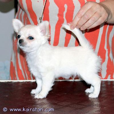 MYYDääN chihuahua www.koiratori.com-ilmoitus Myynnissä on kaunis, kermanvärinen, pitkäkarvainen uros chihuahua-pentu. Pentu on syntynyt 21. Marraskuuta 2025. Pentu on rekisteröity viron kennelliittoon. Pennulla on kaikki tarvittavat paperit, se on rokotettu ja mikrosirutettu. Molemmilla vanhemmilla on tarvittavat eläinlääkärintodistukset. Jos olet kiinnostunut, ole hyvä ja esittele itsesi ja kerro meille perheestäsi, sillä haluan löytää pennulle parhaan kodin ja sopivimman perheen. MYYDääN chihuahua www.koiratori.com-ilmoitus Myynnissä on kaunis, kermanvärinen, pitkäkarvainen uros chihuahua-pentu. Pentu on syntynyt 21. Marraskuuta 2025. Pentu on rekisteröity viron kennelliittoon. Pennulla on kaikki tarvittavat paperit, se on rokotettu ja mikrosirutettu. Molemmilla vanhemmilla on tarvittavat eläinlääkärintodistukset. Jos olet kiinnostunut, ole hyvä ja esittele itsesi ja kerro meille perheestäsi, sillä haluan löytää pennulle parhaan kodin ja sopivimman perheen.