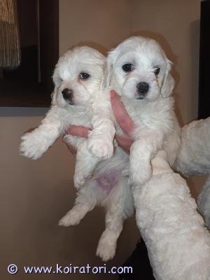 myydään maltipoo www.koiratori.com-ilmoitus Ihanat maltipoo-pennut etsivät rakkaita koteja! meillä on varattavissa suloisia maltipoo-pentuja, jotka ovat syntyneet 6.12.2025. Pennut kasvavat turvallisessa ja rakastavassa kotiympäristössä, saavat runsaasti huomiota ja tottuvat arjen ääniin, käsittelyyn sekä ihmisten seuraan jo varhaisessa vaiheessa.
pennuista saatavilla: 2 urosta ja 2 narttua.
maltipoo on maltankoiran ja villakoiran risteytys. Se tunnetaan ystävällisestä, iloisesta ja ihmisrakkaasta luonteestaan. Rodun turkki on usein vähäkarvainen, minkä vuoksi maltipoota pidetään myös allergiaystävällisenä vaihtoehtona.
luovutus: pennut luovutetaan 8 viikon iässä, 31.1.2026.
pennut ovat:
eläinlääkärin tarkastamia ja terveiksi todettuja
sirutettuja
säännöllisesti madotettuja
hyvin sosiaalistettuja
toivomme pennuille vastuullisia ja rakastavia koteja, joissa ne ovat osa arkea ja saavat huolenpitoa koko elämänsä ajan.
kun otat yhteyttä, kerrothan hieman itsestäsi ja millaiseen kotiin pentu olisi tulossa.
ota rohkeasti yhteyttä – vastaan mielelläni kaikkiin kysymyksiin ja kerron lisää näistä ihanista pennuista myydään maltipoo www.koiratori.com-ilmoitus Ihanat maltipoo-pennut etsivät rakkaita koteja! meillä on varattavissa suloisia maltipoo-pentuja, jotka ovat syntyneet 6.12.2025. Pennut kasvavat turvallisessa ja rakastavassa kotiympäristössä, saavat runsaasti huomiota ja tottuvat arjen ääniin, käsittelyyn sekä ihmisten seuraan jo varhaisessa vaiheessa.
pennuista saatavilla: 2 urosta ja 2 narttua.
maltipoo on maltankoiran ja villakoiran risteytys. Se tunnetaan ystävällisestä, iloisesta ja ihmisrakkaasta luonteestaan. Rodun turkki on usein vähäkarvainen, minkä vuoksi maltipoota pidetään myös allergiaystävällisenä vaihtoehtona.
luovutus: pennut luovutetaan 8 viikon iässä, 31.1.2026.
pennut ovat:
eläinlääkärin tarkastamia ja terveiksi todettuja
sirutettuja
säännöllisesti madotettuja
hyvin sosiaalistettuja
toivomme pennuille vastuullisia ja rakastavia koteja, joissa ne ovat osa arkea ja saavat huolenpitoa koko elämänsä ajan.
kun otat yhteyttä, kerrothan hieman itsestäsi ja millaiseen kotiin pentu olisi tulossa.
ota rohkeasti yhteyttä – vastaan mielelläni kaikkiin kysymyksiin ja kerron lisää näistä ihanista pennuista