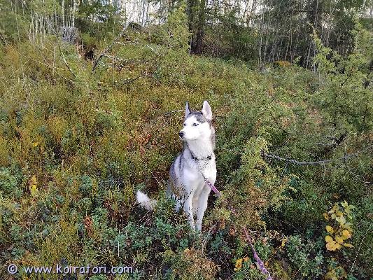 myydään siperianhusky www.koiratori.com-ilmoitus Myynnissä mustavalkoinen lyhytkarvainen sinislmäinen 2.5 vuotias narttu.syntynyt suomessa 11.7.2023.koiralla on kaikki tarvittavat parepit, se on rokotettu ja mikrosirutettu,asuu kotona,terve,reipas ja älykäs. myydään siperianhusky www.koiratori.com-ilmoitus Myynnissä mustavalkoinen lyhytkarvainen sinislmäinen 2.5 vuotias narttu.syntynyt suomessa 11.7.2023.koiralla on kaikki tarvittavat parepit, se on rokotettu ja mikrosirutettu,asuu kotona,terve,reipas ja älykäs.