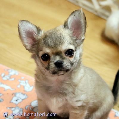 MYYDääN chihuahua www.koiratori.com-ilmoitus Myynnissä on kaunis, punainen soopeli, pitkäkarvainen uros chihuahua-pentu. Pentu on syntynyt 21. Marraskuuta 2025. Pentu on rekisteröity viron kennelliittoon. Pennulla on kaikki tarvittavat paperit, se on rokotettu ja mikrosirutettu. Molemmilla vanhemmilla on tarvittavat eläinlääkärintodistukset. Jos olet kiinnostunut, ole hyvä ja esittele itsesi ja kerro meille perheestäsi, sillä haluan löytää pennulle parhaan kodin ja sopivimman perheen. MYYDääN chihuahua www.koiratori.com-ilmoitus Myynnissä on kaunis, punainen soopeli, pitkäkarvainen uros chihuahua-pentu. Pentu on syntynyt 21. Marraskuuta 2025. Pentu on rekisteröity viron kennelliittoon. Pennulla on kaikki tarvittavat paperit, se on rokotettu ja mikrosirutettu. Molemmilla vanhemmilla on tarvittavat eläinlääkärintodistukset. Jos olet kiinnostunut, ole hyvä ja esittele itsesi ja kerro meille perheestäsi, sillä haluan löytää pennulle parhaan kodin ja sopivimman perheen.