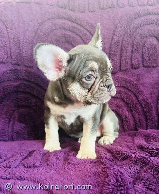 MYYDääN ranskanbulldoggi www.koiratori.com-ilmoitus Ranskanbulldoggi, pentue syntynyt 08.02.2025. Väreissä: cream, choco tan, solid black. Täydet rokotukset (muuttovalmiit 15 viikkoisina), eu-passi, kennelklubin rekisteri.