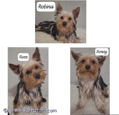 myydään Yorkshirenterrieri www.koiratori.com-ilmoitus Hurmaavat, pian 5kk ikäiset, pienikokoiset, yorkkipennut etsivät kivoja koteja. Luovutus heti. Yksi poika ja kaksi tyttöä. Iloiset ja ihmisläheiset pennut. Pennut madotetaan, rokotetaan, sirutetaan, eläinlääkäritarkastetaan ja rekisteröidään. Pennut ovat syntyneet tavallisen lapsiperheen arkeen ja kasvavat tottuen kaikenlaiseen, myös toisiin koiriin ja kissaan. Mikäli etsit iloista ja touhukasta yorkkipentua niin ota yhteyttä numerosi kera, kun kaikinpuolin koiranhankinta on varma päätös ja taloutesi on kunnossa. Ei osamaksumahdollisuutta, ei sijoitukseen. 