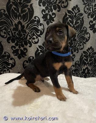 myydään sekarotuinen www.koiratori.com-ilmoitus ???? myydään upeat ja hyvin sosiaalistetut koiranpennut ????etsitkö energistä, fiksua ja hyväluonteista perheenjäsentä? nyt olisi tarjolla ihania, hyvin hoidettuja pentuja, jotka ovat valmiita löytämään omat, rakastavat kodit.pentujen isä on terve, hyväkuntoinen ja luonteeltaan tasapainoinen sekä sosiaalinen. hänen säkäkorkeus on 72cm paino noin 40 kiloaemo on erittäin lempeä, ihmisrakas ja äärimmäisen hyvä emä – rauhallinen ja viisas koira, joka tulee hyvin toimeen kaikkien kanssa. Omaa myös suuren suojeluvietin. hänen säkäkorkeus on 50cmpaino noin 25 kiloa???? kasvaneet lapsiperheessäpennut kasvavat tällä hetkellä lapsiperheessä, jossa niiden kanssa leikitään, sylitellään ja touhutaan päivittäin. Ne ovat tottuneet normaaleihin kodin ääniin, ihmisiin ja käsittelyyn, mikä tekee niistä rohkeita, iloisia ja hyvin sosiaalistuneita jo pienestä pitäen.???? pennut *reippaita ja uteliaita *tottuneita käsittelyyn ja ihmisten seuraan *erittäin lupaavia niin perhekoiriksi kuin aktiiviseen arkeen *syövät hyvin ja kasvavat tasaisesti    * pennut käyvät läpi eläinlääkärintarkastuksen ja ne sirutettu asianmukaisesti.      * syntyneet  9.11.2025 suomessa     * luovutus 26.12.2025 eteenpäin    koirat roikotetaan 12 viikon iässä joka jää uudelle omistajalle tehtäväksi.????kuvatkuva 1: harmaa–musta kuviopanta — poikakuva 2: liila panta — poikakuva 3: punainen panta — poikakuva 4: vihreä panta — poikakuva 5: vaaleansininen panta — tyttökuva 6: musta panta — poikakuva 7: oranssi panta — tyttökuva 8: sininen panta — poika????? hinta: 1200 € josta 200 € on varausmaksu. Varausmaksua ei palauteta, vaikka ostaja myöhemmin peruisikin ostopäätöksen.kysy rohkeasti lisätietoja tai varaa oma pentusi! kuvia ja videoita saa pyytämällä. Pentuja saa tulla katsomaan sopimuksen mukaan.???? ota yhteyttä ja kerro millaiseen kotiin etsit uutta perheenjäsentä.nämä pienokaiset ansaitsevat parhaat mahdolliset kodit. ??