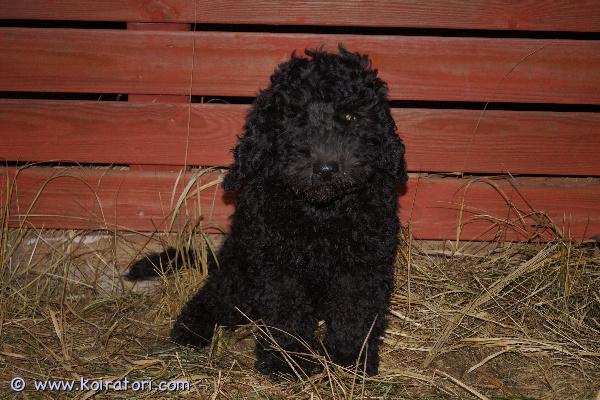 myydään lLabradoodlepoika www.koiratori.com-ilmoitus 16.9.2025 syntyneestä pentueesta vielä urospentu vapaana! Todella hyvä pentu, rohkea ja leikkisä, erittäin sosiaalinen. Poika on jo sisäsiistikin. Leikkii sekä ihmisten että toisten koirien kanssa. Terveet vanhemmat, myös pentu eläinlääkärin tarkastama ja virheetön. Mikrosirutettu, rekisteröity ja useaan kertaan madotettu. Pennun emä on labradoodle (iso villakoira x labradorinnoutaja) ja isä keskikokoinen villakoira. Pennusta kasvaa noin 15-18 kiloinen. Koirasta ei irtoa karvaa vaan turkki on trimmattava. Labradoodlea pidetään yleisesti allergiaystävällisenä valintana.Kasvatustoimintamme on yritysmuotoista, joten turvanasi on kuluttajansuoja. Tutustu kotisivuihimme (kotisivuiltamme löytyy myös lisäkuvia pennuista) ja tule katsomaan pentua! Kaupan päälle kasvattajan elinikäinen tuki. Pennun varausmaksu on 300e, jota ei palauteta. Pentua voi tulla myös katsomaan ilman varausmaksua, ja se on valmis lähtemään uuteen kotiin hetikin.