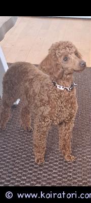 myydään kääpiövillakoira www.koiratori.com-ilmoitus Etsitään kotia 2v nartulle.Tulee toimeen lasten ja muiden koirien kans.Rokotettu ja madotettu säännöllisesti.Ei allergioita eikä todettu sairauksia.