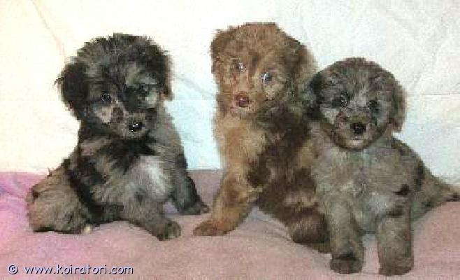 myydään Australianpaimenkoiraa www.koiratori.com-ilmoitus Pennuissa on puolet Australianpaimenkoiraa ja ovat sopivan aktiivisia luonteeltaan, eivät liian vilkkaita.Pennuissa on vain kahta rotua.Kooltaan tulevat olemaan kevyempiä kuin aussi.Pennuista tulee riistavietittömiä, miellyttämishaluisia ja tasapainoisia kuten vanhemmat ovat.Vanhemmat ovat myös koirasosiaalisia ja terveitä.Pennut sopivat harrastamiseen ja kotikoiraksi.Ovat luovutusiässä kolmesti madotettuja, sirutettuja ja tarkistettuja.Rokottamisen hoitaa uusi koti.Suomessa syntyneitä Suomalaisista koirista.Kerrothan millainen koti pentua odottaisi.Jos olet kaukaa niin voidaan sovitusti ajaa vastaan 