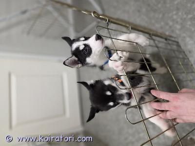 myydään siperianhusky www.koiratori.com-ilmoitus VIIMEISET TARJOUSHINTAAN 500e, varausmaksu 150e. Heti luovutukseen puhdasrotuisia siperianhuskyn narttu pentuja. Ovat jo luovutusikäisiä, syntyneet 03.11.2025. Pennut käyneet eläinlääkärin tarkastuksessa, terveitä kaikki. Pennut sirutettuja, useaan kertaan madotettuja ja valmiina uusiin koteihin. Yht. Otot viestillä tai sähköpostilla. 