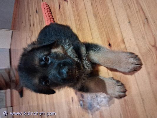 myydään saksanpaimenkoira www.koiratori.com-ilmoitus Vapaana vielä kolme narttupentua, luovutus alkaen 4.1.2026. Pennut luovutetaan ell tarkastamina, sirutettuina ja rekisteröityinä sekä useaan kertaan madotettuina. Ei jalostukseen.