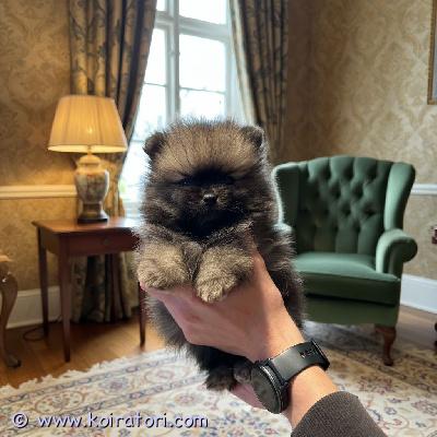 myydään pomeranian www.koiratori.com-ilmoitus Pomeranian-pennut – valmiina rakastaviin koteihinmeillä on 4 ihanaa pomeranian-pentua, jotka etsivät rakastavia ja turvallisia koteja: 3 urosta ja 1 naaras.rotu: pomeraniansukupuoli: 3 urosta, 1 naaras saatavillasyntymäaika: 15. Marraskuuta 2025luovutettavissa uuteen kotiin alkaen: 10. Tammikuuta 2026pennut kasvavat turvallisessa, rauhallisessa ja perhekeskeisessä ympäristössä, jossa on sekä pieniä että isoja koiria sekä lapsia. Ne tutustuvat varhaisessa vaiheessa ihmisiin ja arjen ääniin, jotta ne saavat parhaan mahdollisen alun elämälleen.vanhemmat:emo: huolellisesti valittu terveystarkastusten ja luonteen perusteellaisä: huolellisesti valittu terveystarkastusten ja luonteen perusteellapennut luovutetaan:rekisteröityinärokotettuina, mikrosirutettuina ja terveystarkastettuinamadotettuinapentupaketti mukanaelinikäinen seurantaetsimme lämpimiä, vakaita ja rakastavia koteja, joissa pennut saavat olla osa perhettä.ota yhteyttä ja kerro hieman itsestäsi sekä millaista kotia voit tarjota pomeranian-pennulle.