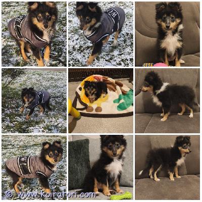 MYYDääN sheltie www.koiratori.com-ilmoitus The kennel is selling a male shetland sheepdog puppy, tricolor, born on 26.08.2025.the puppy is 32 cm tall at 4 months, has a correct bite, cea +/+ (according to the parents), and has intact testicles.the parents have excellent cea (eye) and dysplasia test results.the puppy is always positive, active, smart, bold, obedient, and outgoing.all vaccines are up-to-date, microchipped, has an ekl/fci pedigree, and a european passport.the puppy is ready to go to a new family.purchase agreement.i have whatsapp and viber.kennel myy uros shetlanninlammaskoiran pentua, tricolor, syntynyt 26.08.2025.pentu on 32 cm korkea 4 kuukauden iässä, sillä on oikea purenta, cea +/+ (vanhempien mukaan) ja ehjät kivekset.vanhemmilla on erinomaiset cea- (silmä) ja dysplasia testit.pentu on aina positiivinen, aktiivinen, älykäs, rohkea, tottelevainen ja ulospäinsuuntautunut.kaikki rokotukset ovat voimassa, mikrosirutettu, sillä on ekl/fci-sukupuu ja eurooppalainen passi.pentu on valmis muuttamaan uuteen kotiin.kauppasopimus.minulla on whatsapp ja viber.