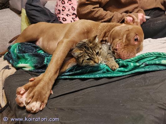 myydään pitbull www.koiratori.com-ilmoitus 11kk narttu etsii omaa kotia. Tottunut kissoihin osaa niiden kanssa touhuta. Tottunut myös lintuihin. Linnut kiinnostavat, mutta antaa häkin olla rauhassa. Ei tule toimeen erityisemmin muiden koirien, varsinkaan narttujen kanssa. on ihmisrakas, rakastaisi kaikkia ihmisiä ja haluaisi lenkillä käydä kaikkia tervehtimässä. Vauhdikas ja kaikessa mukana. Saunaan tulisi aina mukaan jos vaan pääsisi. Tämän neidin kanssa ei tule tylsää hetkeä. syntynyt 14.2.2025 raumalla. Asuu omakotitalossa ja ilmoittaa jos vieraita tulee. Ei osamaksua. Maksu käteisellä paikan päällä. laittele viestiä ja kerro millainen koira kokemus löytyy ennestään ja millainen koti olisi tarjolla?käynyt aikanaan pentutarkastuksessa ja saanut sirun. Pentutarkastuksesta paperi mukaan. Nähtävillä neidin täti ja isoeno. error on oma kasvatti. Kodin löytymiselle olisi hoppu, mutta koti valitaan silti tarkkaan. 