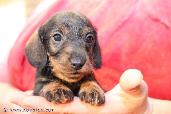 myydään karkeakarvainenkääpiömäykky www.koiratori.com-ilmoitus Karkeakarvainen kääpiö mäykky varatavissa,  tyttö, synt.01.12.25. Ovat luovutusikaisia 05.02.26 jalkein. Paperit, rokotteet, siru, eu-passi. Etsii huolehtivaa ja rakastavaa kotia. Lisätiedot postitse. Meidan kotisivuilta www.taksik.com,puh.003725538914 ( engl. ).