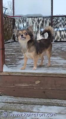 myydään chihuahua www.koiratori.com-ilmoitus Aikuinen chihuahua etsii uutta kotia. Koira asuu talossa kaupungin ulkopuolella, ja se voi asua myös muiden eläinten kanssa. Tämä on aikuinen koira, tyttö. Hänellä on pitkät hiukset. Vakiokoko. Hyvä luonne. Tulee hyvin toimeen lasten kanssa. Hänellä on mikrosiru, kaikki rokotukset ja eläinpassi. Minulla voi olla koiratuoda helsinkiin. Myyn koirani perhesyistä. Jos sinulla on kysyttävää, kirjoita tai soita minulle yksityisviestillä+37258587448