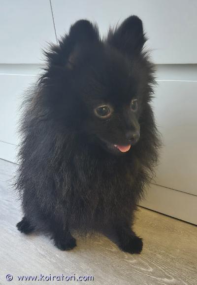 myydään pomeranian www.koiratori.com-ilmoitus Pomeranian 9kk uros pentu myydään ainoastaan kotikoiraksi. Pennulla on lyhyt häntä, koska emo puri vahingossa häntää napanuoran sijaan synnytyksen aikana.Mukana tule pentupaketi.Shafran Sheeny Brilliant RändiEst-01995/25Syntynyt Virossa 11.03.2025.Rokotukset on kunnossa.Viimeinen madotus tehty joulukuun 25 alussa.Sirutettu 05.06.2025.Ilmoitettu rekisteriin 16.12.2025.Tehty terveystarkastus 17.12.2025.Silkkinen ja helposti kammattava turkki.Erittäin leikkisä eikä pelkää vieraita.Meidan perhen koirien ja kissojen kanssa pärja hyvin.Kuljetus on mahdollinen, jos polto korvataan. Saa tulla katsomaan meidan kotiin.