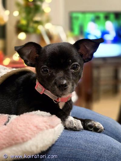 myydään chihuahua www.koiratori.com-ilmoitus Suloinen viivi pentu (4kk ) etsii rakastavaa kotia. Olemme aviopari Heinävedeltä ja joudumme raskain sydämin luopumaan viivistä, miehen pahenevien allergiaoireiden vuoksi. Viivi on saanut hyvän startin oppiessaan jo nukkumaan yöt omassa sängyssä aamuun asti herättämättä ketään. Viivi osaa kulkea hihnassa ja viihtyy yksin jo useamman tunnin, kun vain jättää mielenkiintoista koiranamien etsimispuuhaa. :) viivi tekee suurimman osan tarpeistaan ulos. Kannattaa kuitenkin pitää yksi pentualusta siinä huoneessa, jossa viivi kulloinkin puuhastelee, hätäpissoja varten. Viivi matkustaa mielellään autossa pitkiäkin matkoja. Ulkomaanmatkoja varten hankimme Viiville matkustuspassin, johon rokotukset merkitään. Kynsienleikkuu onnistuu ja hampaiden pesua harjoitellaan. Viivi rakastaa leikkimistä, mutta osaa myös rauhoittua. Viivi antaa laittaa takin ja pakkasilmoilla on laitettu myös tossut. Viivi on syntynyt suomessa 10.9.2025. Aikuispaino n.3kg. Madotukset on kunnossa. Rokotukset saanut kasvattajan toimesta syntymänsä jälkeen. Pentutarkastus  ja mikrosirutus  27.10.2025 tassutalo/ el Henna kuosa.  terveeksi todettu pentu. 12 vko rokotukset el pekka pasanen savon murre kuopio. Mukaan tulee kattava pentupaketti, johon kuuluu uusia ja uudenveroisia tarvikkeita. Arvoltaan reilut 200e.