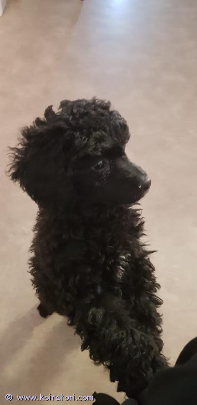 myydään villakoira www.koiratori.com-ilmoitus 5.11.2025 syntynyt pentu joka siis jo hyvässä luovutus iässä. Todella kaunis ja sosiaalinen yksilö. Väri on musta. Kasvaa kääpiö kokoiseksi. Pentu on käytetty lääkärillä josta sai dokumentit ja hänet on myös sirutettu. Kerro millainen koti sinulla olisi tarjota tälle ihanuudelle.