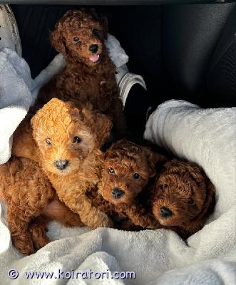 myydään poodle www.koiratori.com-ilmoitus Hei! :)terveet cavalierin (emo 5 kg) ja leikkivillakoiran (isä 3 kg) pennut syntyivät 21. Marraskuuta ja ovat valmiita adoptoitaviksi 19. Tammikuuta. Pentueessa on kaksi tyttöä ja kaksi urosta.sekä isä että emo rakastavat lapsia ja koko perhettä ja tervehtivät mielellään vieraita aina kun heillä on siihen mahdollisuus! äiti on kuitenkin paljon sosiaalisempi kuin isä, eikä minulla itselläni ole isää.ulkona pennut ovat energisiä, urheilullisia ja leikkisiä. Samaan aikaan ne ovat hieman varovaisia, mutta eivät koskaan ujoja.rotu rakastaa sekä ihmisiä että muita eläimiä ja tuntee olonsa aina mukavaksi siellä missä olemme – olipa kyseessä pitkä kävelyretki, kaupunkikierros tai sohvalla rentoutuminen. Ne ovat tottuneet olemaan yksin kotona muutaman tunnin, mutta eivät koko päivää.pennut ovat tottuneet talon ääniin, peseytymiseen, autolla matkustamiseen ja muihin arkipäivän tilanteisiin.ennen luovutusta pennuille tehdään:? mikrosirutus? eläinlääkärin terveystarkastus? madotus? pentupaketti sisältyy hintaanmeille on tärkeää, että pennut löytävät oikeat kodit. Kun aika on kypsä, lähetä meille viesti ja kerro itsestäsi!