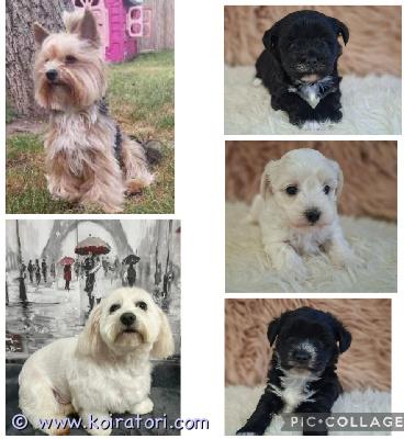 myydään MORKIE pennut(maltankoira x yorkshirenterrieri)  www.koiratori.com-ilmoitus Aivan ihanat morkie pennut ovat nyt varattavissa! Terveet ja lempeäluonteiset vanhemmat. Yhdistelmän isä on yorkshirenterrieri ja emä on maltankoira. Pennut ovat syntyneet 25.11.2025 ja luovutus on  aikaisintaan 10.3.2026 eteenpäin. Varattavissa yksi uros ja kaksi narttua. Pennut ovat kerrassaan hurmaavia, sosiaalisia ja reippaita - näistä tulee loistavia perhe- ja seurakoiria. Pennut kasvavat lapsiperhearjessa ja ovat tottuneet toisiin koiriin sekä kissaan. Mikäli MORKIE on rotusi ja pennunhankinta on varma, ota yhteyttä numerosi kera ja kerro millainen koti pentua odottaa. Huom. Ei osamaksumahdollisuutta.