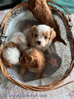 myydään cavapoo www.koiratori.com-ilmoitus Moikka????äitimme synnytti pennut 20. Marraskuuta ja ne voidaan lahjoittaa 19. Tammikuuta mennessä.emä on cockapoo (50 % kääpiövillakoira ja 50 % amerikancockerspanieli).sivu on silmätarkastettu perinnöllisistä sairauksista vapaaksi ja polvilumpio testattu 0/0-tuloksen, rokotettu ja eläinlääkärin seuranta kerran vuodessa ilman kommentteja????sivu on rauhallinen ja tasapainoinen tyttö, joka rakastaa köllötellä sohvalla, mutta rakastaa myös pitkiä kävelylenkkejä vuorilla sekä talvella että kesällä. Se haukkuu hyvin vähän ja pitää kovasti lapsista.isä on puhdasrotuinen kääpiövillakoira. Se on silmätarkastettu perinnöllisistä sairauksista vapaaksi, polvilumpio testattu 0/0-tuloksen ja prcd-pra-vapaa.sivu on rokotettu ja eläinlääkärin seuranta vuosittain ilman kommentteja????sivu on erittäin sosiaalinen ja nopea poika, mutta rakastaa myös köllötellä sohvalla ja sillä on hyvä sammutusnappi. Se käy kävelyllä ja on erittäin tottelevainen. Se myös haukkuu hyvin vähän.pennut kasvavat hyvässä kotiympäristössä, jossa on muita koiria sekä kissa ja kani. Ne ovat ulkona olohuoneessa kanssamme.meillä on kaksi lasta, jotka ovat myös paljon pentujen kanssa, joten ne ovat tottuneet koviin ääniin ja käsittelyyn.pennut toimitetaan seuraavien kanssa:ensimmäinen rokotus, siru, terveyskirja, terveystodistus, ruoka, lelut, herkku, emonsa tuoksuinen peitto.ja elinikäinen seuranta meiltä, ??jos haluatte sitä.ottakaa rohkeasti yhteyttä!