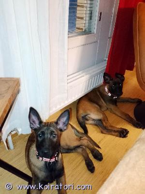 myydään belgianmalinois www.koiratori.com-ilmoitus Malinois pentue syntynyt 15.10.2025.  Kaksi narttua jäljellä pennut elävät lapsiperheen arjen keskellä olohuoneessa tottuen kodin ja elämisen ääniin. Pennut ovat ennen luovutus ikä totutettu uusin asioihin sekä sosiaalistettu saavat laadukasta ruokaa sekä huomiota paljon. Ovat erittäin sosiaalisia ja avoimia pentuja pentuessa on vielä 2 narttua jäljellä sopivat koti/ harrastus kaveriksi sisäsiistejä peruskoulutus aloitettu istu paikka maaten tänne ja luoksetuloa treenattu paljon autolla matkustellut yksin olot sujuu ilman mitään ongelmaaennen uuteen kotiin muuttoa pennut ovat-madotettu 4 ×-sirutettu-eläinlääkäri tarkastettuna josta saa todistuksensekä emä että isä ovat terveitä ja tervepäisiä ovat kummatkin hyväluontoisia ja lapsiperheen koiria ei allergoita..... Etsimme hyvää ja loppuelämän kotia jossa rodusta tiedetään ja osataan kouluttaa.