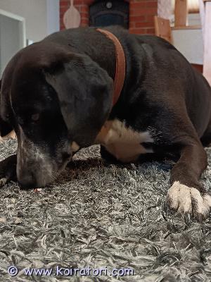 myydään dalmatialaismix www.koiratori.com-ilmoitus Etsin pienehköä tervettä, lyhytkarvaista ja luppakorvaista urosta astutukseen kevään aikana mielellään pirkanmaalta tai keski-suomesta. 