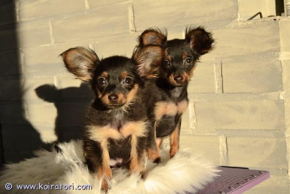 MYYDääN venäjäntoy www.koiratori.com-ilmoitus Jos mietit, löytyykö tältä palstalta oikeasti luotettavia kasvattajia, niin täältä löytyy! venäjäntoy rotua olen omistanut jo 15 vuotta ja ensimmäinen pentueeni syntyi 10 vuotta sitten. Teen kasvatustyötä täydestä sydämestäni, rakkaudesta rotuun! minulle tasapainoinen luonne ja terveys ovat ykkösasioita ja siinä rinnalla pyrin myös pitämään rodunomaisen ulkonäön. Näyttelytähteys ei kuitenkaan ole se ykkösjuttu, vaikka sellaisiakin minulta toki syntyy. Pennut kasvavat lapsiperhearkemme keskellä. Lisäksi näen ekstra vaivaa kaikkien pentujeni sosialisoinnin suhteen ja vien pentuja kaupunkireissuille ennen kun muuttavat uusiin koteihinsa. Koska asumme maalla, meiltä on pitkä matka kaikkialle ja pennut ovat yleensä olleet auton kyydissä muutaman sata kilometriä minulla ollessaan.minulla on vielä vapaana aivan kertakaikkisen valloittavan luonteen omaava venäjäntoyn pitkäkarvainen urospentu. Niin reipas, tomera, ihmisläheinen, leikkisä ja iloinen häntäheiluri. Tästä saa aivan mahtavan jaksavaisen lenkkeilykaverin, ihanan lämpöisen kainalokaverin, touhukkaan leikkikaverin ja parhaillaan erittäin tomeran ja tarmokkaan harrastuskaverin. Pienestä koostaan huolimatta näistä on todella moneen harrastukseen ja tekemiseen! itse olen kisannut agilityssa aina valioksi asti ja yksi kasvattini kisaa menestyksekkäästi rally-tokossa. Mikään kisaaminen ei silti ole minkäänlainen vaade, riittää että pieni virtaisa ja älykäs energiapakkaus saa riittävästi liikuntaa ja aivovirikkeitä, jotta arki olisi mielekästä kaikille.ikää on jo 13 viikkoa, joten on jo luovutusikäinen. Pentu luovutetaan rekisteröitynä, eläinlääkärin tarkastamana, sirutettuna, rokotettuna, useaan kertaan madotettuna ja mukaan tulee myös todella kattavat pentupaketit. Kasvattajan apu, neuvot ja tuki säilyy läpi pennun elämän! luovutus tapahtuu kennelliiton lomakkeita käyttäen.