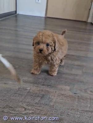 myydään maltipoo www.koiratori.com-ilmoitus Luovutusikuinen urospentu enää vapaana. Pentu on moneasti madotettu, eläinlääkärin tarkastama ja siru. Annettu ensimmäinen nelosrokote ja kaikki kirjattu eu passiin. Vanhemmat emo ruskea kääpiövillakoira , isä malta koira, molemmat noin 3 kg hyväluonteisia pikkukoiria , pennun aikuspaino alle 3 kg, on sosiaalinen ja mahtava pakkaus, kysy lisä