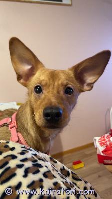 myydään monirotuinen www.koiratori.com-ilmoitus Saima, 11 kuukautta(s. 11.2.2025) noin 9kg, monirotuinen tyttö. Luethan huolella ennen yhteyden ottoa:etsimme saimalle uutta kotia, koska yhteiselo meidän kissojen kanssa ei toimi. Ei siis kissatalouteen. Lisäksi meille on syntymässä toinen lapsi maaliskuussa, joten aikaa saimalle tulisi olemaan entistä vähemmän.saima on todella energinen, leikkisä ja hellyydenkipeä. hän on kasvanut meidän taapero-ikäisen kanssa, mutta sopisi paremmin lapsettomaan kotiin tai kotiin jossa lapset ovat jo vanhempia. Meidän toimeliaan taaperon kanssa vauhti yltyy välillä aika kovaksi. Toisen koiran kaverina en tiedä toimisiko.lenkkeilyä on harjoiteltu kovasti, mutta isona haasteena saimalla on ulkoillessa arkuus. Pelottaa sähköpotkulaudat, pyörät, autot ja vieraat ihmiset. Toiset koirat eivät juuri hetkauta, eikä lenkeillä hauku. Rauhallinen lenkkiympäristö saiman kanssa on siis pakollinen. Vapaana juokseminen on saimasta parasta. Kotona arkuus ei näy, mutta vieraiden tullessa haukkuu. Toki saima on vielä alle 1-vuotias. Saima syö kanatonta ja viljatonta ruokaa, muusta saanut iho-oireita (äidillä atopia).saima on nopea ja hyppyvoimaa löytyy, joten jos on kiinnostunut esim agilitystä niin saima saattaisi hyvinkin nauttia siitä. Metsässä juoksentelusta nauttii suunnattomasti.saimasta luopuminen on meille raskas päätös. Toivomme saimalle löytyvän loppuelämän koti, jossa hän saisi ansaitsemaansa rakkautta ja huomiota.jos koet, että voisit sen tarjota kerrothan millaisen kodin saima luonasi saisi.