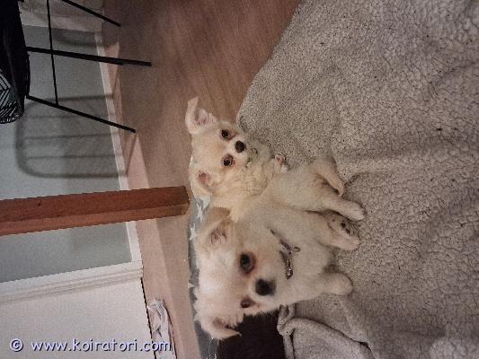 myydään chihuahua www.koiratori.com-ilmoitus Syntyneet 29.10.25 Suomessa. Pennut asuvat lapsiperheessä ja tottuneet tavallisiin arjen ääniin ja meininkeihin. pentueen molemmat vanhemmat ovat perheemme omia koiria, terveitä ja hyväluonteisia. Vanhemmat siis tavattavissa kotonamme.Pennut ovat käyneet eläinlääkärin pentutarkastuksessa ja tunnistesirutuksessa 02.01.26, josta luonnollisesti saa todistukset mukaan.Mukaan tulee pieni pentupaketti elämän ensiviikkoihin, jotta muutto uuteen kotiin on mahdollisimman mutkaton. Pentupakettiin kuuluu mm. Samaa ruokaa, jota ne ovat kasvattiperheessä syöneet, oma kasvattikodilta tuoksuva viltti, leluja ja ensimmäiset ulkoilutarvikkeet.Kasvattiperheen tuki ja apu on saatavilla koko pennun elämän ajan.Pennut ovat valmiita muuttamaan uusiin koteihin heti, ovat nyt 11 viikkoisia.vakuutukset, ensimmäinen 12 viikkoisen rokotus sekä tehosterokotus 16 viikon iässä jäävät uuden omistajan vastuulle.hinta; 1600e