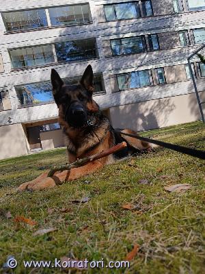 myydään sekarotuinen www.koiratori.com-ilmoitus Myydään sekarotuiset syntynyt 1.12.2025 käynyt eläinlääkärissä jossa saanut sirun.12.1.2026. Madoitettu useasti .varausmaksu 200 joka vähennetään lopullisesta hinnasta ja jota ei palauteta jos ostaja peruu kaupat ,pennut luovutuksessa 26.1.2026 pentujen ollessa 8 viikkoa .2 urosta ja 1 narttu vapaana. Lisätietoja ja kuvia kysymällä ,syntynyt suomessa . Minna koponen uusi omistaja rokottaa pennun sen ollessa 12 viikkoa  .pentujen isä sakemanni ja emä husky mix