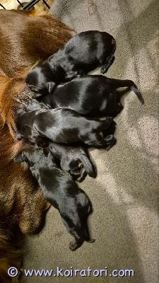 myydään mäyräkoiranpentua www.koiratori.com-ilmoitus Tarjoamme mielellämme neljä mäyräkoiranpentua huolellisesti suunnitellusta pentueestamme.pentujen tiedot:rotu: mäyräkoirasyntymäaika: 5. Joulukuuta 2025luovutusvalmius: alkaen 30. Tammikuuta 2026 (8 viikon iässä)saatavuus: 2 urosta ja 2 narttuavanhemmat:molemmat vanhemmat ovat terveitä, hyväluonteisia mäyräkoiria ja ne on tarkastanut eläinlääkäri. Niillä ei ole tiedossa olevia terveysongelmia, ja ne ovat hyvistä suvuista. Emo on rauhallinen, hellä ja huolehtiva, ja tämä on hänen toinen pentueensa, joten hänellä on kokemusta pentujen hoidosta ja kasvatuksesta. Isä on ystävällinen, itsevarma ja hyvin sosiaalistunut.pennut kasvavat rakastavassa kotiympäristössä, niitä käsitellään päivittäin ja ne ovat luonteeltaan hyvin ystävällisiä ja uteliaita.pentupaketti:jokainen pentu luovutetaan uuteen kotiinsa pienen pentupaketin kanssa, johon sisältyy:näyte pentujen nykyisestä ruoastaleikkilelujatalutinviltti, jossa on tuttuja tuoksujaperushoito-ohjeetvierailut:vierailut ovat mahdollisia viikonloppuisin ajanvarauksella, jolloin pääsette tutustumaan pentuihin ja niiden vanhempiin.mikäli olette kiinnostuneita tai haluatte lisätietoja, ottakaa rohkeasti yhteyttä. Etsimme pennuille vastuullisia ja rakastavia koteja.ystävällisin terveisin,