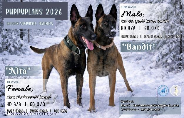 myydään belgianpaimenkoira www.koiratori.com-ilmoitus Juoksut alkaneet 20.1.2026-----pentusuunnitelmia / puppyplanstietoa / info;-----nitaabra piwniczanski jazgotlonkat / hips; a/akyynäreet / elbows; 0/0selkä / spine; va0ltv0silmät / eyes = okocd = terve / free-----banditvon der gashi house banditlonkat / hips; a/akyynäreet / elbows; 0/0selkä / spine; va0ltv0sp0silmät / eyes = okocd = terve / free-----yhteys numeroon wa +358449412069 tai kennelchicarillos@gmail.com. Myös yv voi laittaa messengeriin.you can contact wa +358449412069 or kennelchicarillos@gmail.com. You can send pm for messenger too.-----(suomeksi)tulevat pennut rekisteröidään asianmukaisesti suomen kennelliittoon (fci). Pentue lähtee uusiin koteihin hyvin sosiaalistettuina, eläinlääkärin tarkastamina sekä madotettuina. Pennut tulevat elämään normaalin perhearjen keskellä.pentujen mukana tulee kattava pentupaketti, johon kuuluu tietysti kasvattajan elinikäinen tuki. Paketissa on mm. Sukupuu, pentuopas, tuttua ruokaa, vilttiä jne.pennuista odotetaan hyviä harrastuskoiria erityisesti suojeluhoimmiin, mutta myös potkua varmasti muihinkin lajeihin löytyy.pentueen emän kanssa on tehty bh sekä treenataan mahdollisesti kohti tk1. Narttu on hyvin aktiivinen koira, ja tältä löytyy kokoa 29kg verran. Siro kuitenkin rakenteeltaan, ja liikkuu sulavasti. Erittäin avoin koira, joka rakastaa ihmisiä, mutta osaa treenatessa olla välinpitänmätön. Ei ääni- taikka alusta-arkuuksia. Ruoka maistuu ilman kutinoita tai muitakaan ongelmia. Todella saalispainotteinen koira, joka rakastaa tekemistä. Hiukan dominoiva luonne, mutta kuitenkin erittäin miellyttämishaluinen ohjaajalle. Tasapainoinen narttu, joka toimii myös paineen alla.uroksen omistajan kertomaa;bandit on 32 kg painava malinois, jolla on upea rakenne. Tämä on tehnyt bh:ta vastaavan kokeen, stmrn ja treenaa mr1 varten. Uros on sosiaalinen ihmisten ja eläinten kanssa, sekä tällä on loistava on/off-kytkin. Kun bandit työskentelee, tämä on hyvin keskittynyt ja ottaa tehtävänsä vakavasti. Uroksella on hyvä otekäyttäytyminen, eikä sählää turhia, toimii myös paineen alla loistavasti. Bandit toimii erilaisissa ympäristöissä ongelmitta, eikä pelkää minkäänlaisia ääniä tai alustoja. Ei allergioita myöskään ja syö ruokansa mielellään ilman muitakaan ongelmia. Uros on itsenäinen ja pystyy työskentelemään kaukana ohjaajastaan. Tällä on todella paljon saalisviettiä, eli hyvinkin motivoitavissa oleva koira. Kaikin puolin tasainen ja kiva kaveri arjessa.pentujen vanhemmat ovat tutkittu laajasti, ja täyttävät pevisa ehdot..----------(english)puppies will be registered to finnish kennel club (fci). Puppies will move to their new homes well socialized, checked by vet and wormed. They will live in the middle of the normal family life.puppies will leave with a comprehensive puppy packet. Including lifelong support of the breeder. In packet there is for example; pedigree, puppy guide, familiar food, planket etc.puppies are expected to be good sportdogs. Particularly to protection, but also to other sport.the dam of the litter has passed the bh test and is possibly training towards the tk1 title. The female is a very active dog, weighing around 29kg. She is however slender in build and moves gracefully. An extremely open dog who loves people but can be indifferent during training. No issues with noise or surface fears. She eats well without itching or any other problems. A very prey-driven dog who loves having tasks to do. Slightly dominant in nature but very eager to please her handler. A balanced female who performs well under pressure.males owner told;bandit is a 32 kg malinois with an outstanding structure. He has passed a test equivalent to the bh, the stmr, and is training for the mr1 title. The male is social with both people and animals, and has an excellent on/off switch. When bandit is working, he is highly focused and takes his tasks seriously. He has good biting and doesnt mess around, performing excellently under pressure. Bandit works seamlessly in different environments and is not afraid of any sounds or surfaces. He also has no allergies and enjoys his food without any issues. The male is independent and can work away from his handler. He has a strong prey drive, making him highly motivatable. Overall, he is a well-balanced and pleasant companion in everyday life.the parents of the puppies have been extensively tested and meet the pevisa requirements.