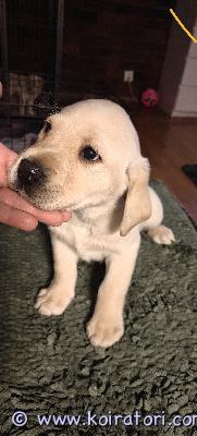 myydään koiranpentu www.koiratori.com-ilmoitus Kaksi labbiksen uros pentua vielä vailla omaa perhettään. Pennut ovat 25.1. alkaen luovutuksessa Valmiita lähtemään omaan kotiinsa. Terveitä, sirutettuja, ell tarkastamia. Madotettu säännöllisesti. Vanhemmat ovat terveitä ja rotukoiria. Soita ja kysy lisää!:) pennuille tulee mukaan omat rekisteri paperit. 