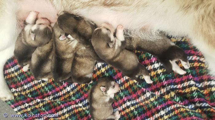 MYYDääN alaskanmalamuutti www.koiratori.com-ilmoitus Alaskanmalamuutin pennut etsivät omia kotejaan. synt. 10.1.2026 (2u+6n).luovutuksessa 28.2.2026 sirutettuna/ell tarkastamina, rekisteröitynä suomen kennelliittoon ja ruvin koirarekisteriin. Mukaan pentupaketti ja hoito/ruokinta-ohjeet. isä: tking of clubs illa kuvianartok emä: wishful thinking be my red rubin sukutaulu: https://jalostus.kennelliitto.fi/frmsukutaulu.aspx?reknoe=fi53888/21reknoi=fi44911/21pennut etelä-pohjanmaalla isossakyrössä. tied. Vain mailitse kaurilatanja(a)gmail.com 