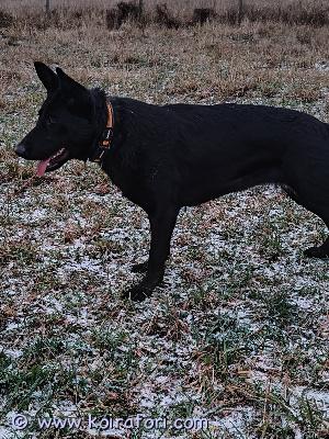 myydään saksanpaimenkoira www.koiratori.com-ilmoitus Nuori aikuinen spk narttu etsii uutta kotia, mielellään ainoana koirana tai leikatun uroksen seuraksi. Vahvaluontoinen, joten ei sovi pikkukoiran, lasten, muiden lemmikkien ym kanssa samaan kotiin.vain osaavaan ja aktiiviseen kotiin. Kaipaa tekemistä ja kiintyy lähinnä yhteen ihmiseen. Tullut minulle pentuna, mutta koska laumassa elo ei oikein suju niin toivon että löytyisi sopiva koti. Ei ole mikään kiire löytää sitä oikeaa kotia. Ei ole rekisteröity kennelliittoon, mutta on enemmän käyttölinjainen spk ja suoraselkäinen. Jos sinusta tuntuu siltä että särmä voisi sopia sinulle niin laita viestiä numeron kera niin otan yhteyttä. Kerro kuitenkin jo valmiiksi minkälainen koti olisi tarjota jne. Vain okt, rauhalliseen paikkaan. Aidattu piha plussaa ja tarha. Hinnasta voidaan neuvotella tarvittaessa, mutta ilmaiseksi ei lähde kuitenkaan ja pitää olla varaa pitää myös koiraa. Särmä on madotettu, rokotettu, sirutettu ym.