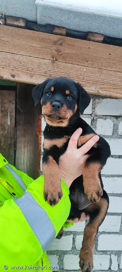 myydään rottweiler www.koiratori.com-ilmoitus Rottweiler puppies for sale. Born on 11.11.2025. The puppies come with pedigrees, are vaccinated, and microchipped. 