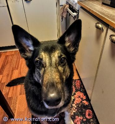 myydään sekarotuinen www.koiratori.com-ilmoitus 10 vuotias saksanpaimenkoira ja shetlannin lammaskoira mix etsii uutta kotia omistajan terveydentilan takia.tykkää lapsista ja osaa olla yksin. Osaa peruskäskyt ja on rauhallinen koira joka tykkää olla oman perheen lähellä ja tekemässä mukana.on sirutettu ja eu passi löytyy. asutaan jyväskylässä kerrostalossa. Lisätietoa kysymällä sähköpostitse.asialla olisi vähän kiirus kun en voi enää kauaa koiraa pitää.